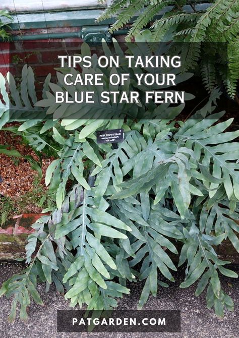 With our expert tips and tricks, you'll be able to give your Blue Star Fern the care it needs to thrive. Blue Star Fern, Phlebodium Aureum, Fern Care, Ferns Care, Blue Spray Paint, Ferns Garden, Fairy Homes, Plant Care Houseplant, Blue Fern