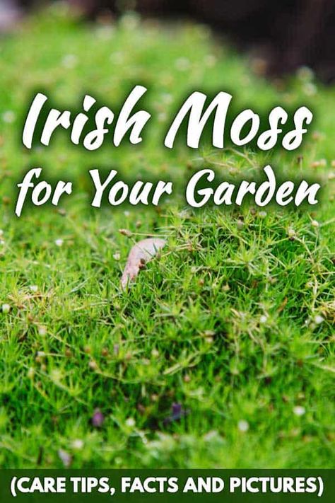 Irish Garden Ideas, Planting Moss, Moss Yard, Moss Ground Cover, Irish Moss Ground Cover, Natural Yard, Garden Care Tips, Grow Moss, Moss Gardens