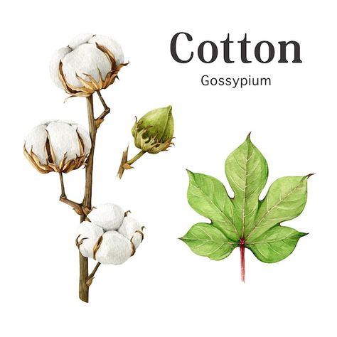 Cotton Plant Drawing, Cotton Flower Tattoo, Process Visualization, Cotton Bolls, Cotton Branches, Swatch Book, Flower Model, Cotton Boll, Cotton Plant