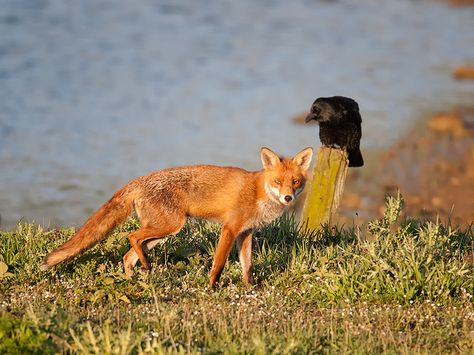 Fox and Raven by Tony McLean   I can just imagine their conversation.... Fox And Raven, The Fox And The Crow, Raven Art, Crows Ravens, The Crow, Red Fox, Sweet Animals, The Fox, Wild Animals