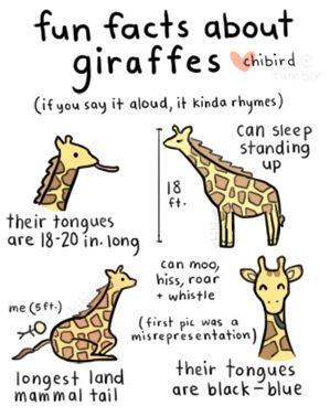 I'm pretty sure my first child's room will have a giraffe theme (whether girl or boy). I just love this. Fun Facts About Giraffes, Giraffe Facts, Giraffes Cant Dance, Interesting Animal, Giraffe Art, Facts For Kids, Animal Facts, Zoo Animals, Animal Theme