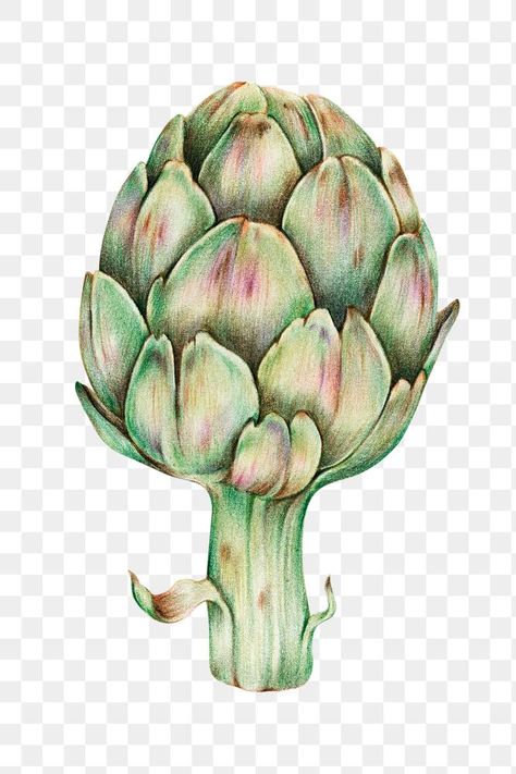 Artichoke Illustration, Png Fruit, Vegetable Design, Vegetable Illustration, Png Illustration, Botanical Illustrations, Green Peas, Green Bell Peppers, Tree Illustration