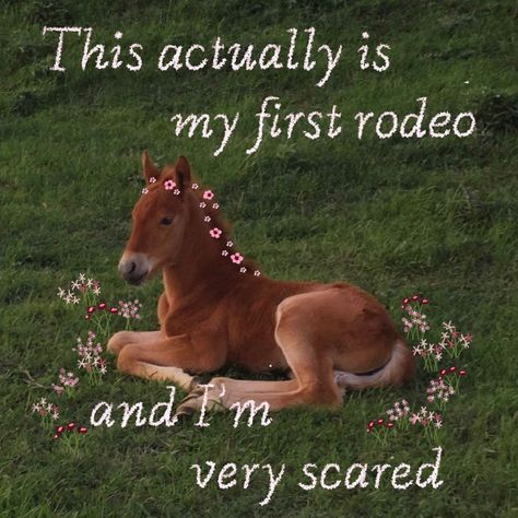 My First Rodeo, Living In London, First Rodeo, Cute Memes, Day Of My Life, Oui Oui, Dear God, What’s Going On, Just Girly Things