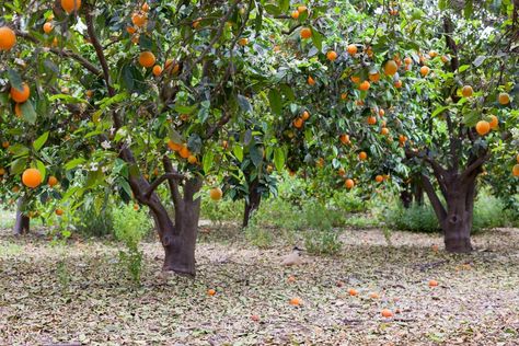 Maitland Florida, Orange Farm, Orange Groves, Different Kinds Of Fruits, Big Farm, Valencia Orange, Orange Grove, Florida Oranges, Red Hill