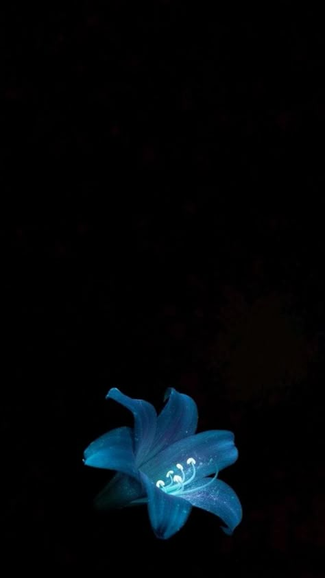 Blue, pretty, flower White Roses Background, Hibiscus Flower Wallpaper, Flower Lockscreen, Flowers Black Background, Blue Flower Wallpaper, Blue Hibiscus, Wallpaper Iphone Summer, Flower Icons, Nothing But Flowers