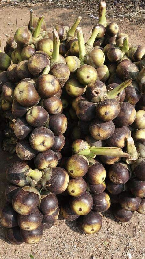 Bonsai Fruit Tree, Palm Tree Fruit, Fruits And Vegetables Pictures, Ingredients Photography, Dj Movie, Fruit Lunch, Vegetable Pictures, Breakfast Specials, Food Sculpture