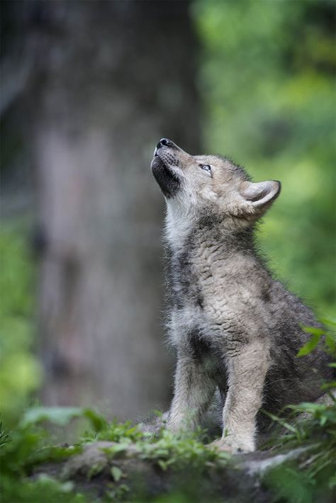 Wolf Pictures | Wolf Images| Page 5 of 6 | Cool Wildlife Wolf Looking Up, Hood Sketch, Wolf Side View, Grey Wolf Photography, Body References, Wolf Children, Canadian Wildlife, Wolf Images, Wolf Photography