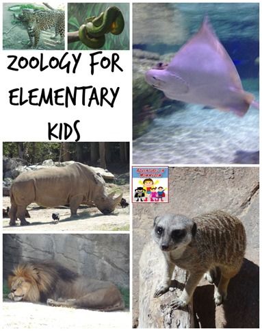 Zoology for kids - Adventures in Mommydom #freeprintables Zoology Unit Study, Zoology Project Ideas, Aquarium Trip, Search Pinterest, Life Science Activities, Travel Packing Tips, Science Club, Animal Study, Environmental Education