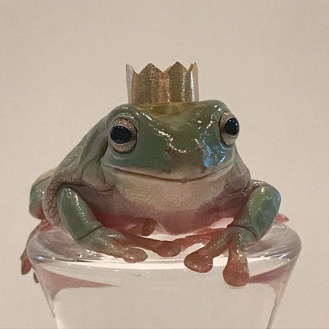 Whites Tree Frog, Pet Frogs, Baby Frog, Frog Wallpaper, Frog Pictures, Cute Reptiles, A Prince, Frog Art, December 29