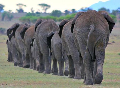 Elephant Walk, King Of The World, Asian Elephant, Elephant Love, African Elephant, Gentle Giant, Sketch Painting, Reptiles, Pet Birds