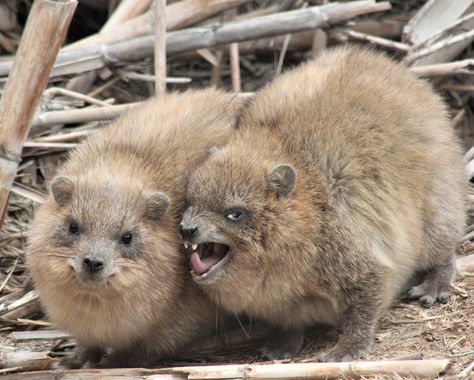 A treasure trove of rock hyrax videos - Boing Boing Hyrax Pfp, Hyrax Animals, Christmas Nativity Scene Display, Rock Hyrax, Nativity Scene Display, Fat Animals, Small Poodle, Silly Images, Cute Animal Photos