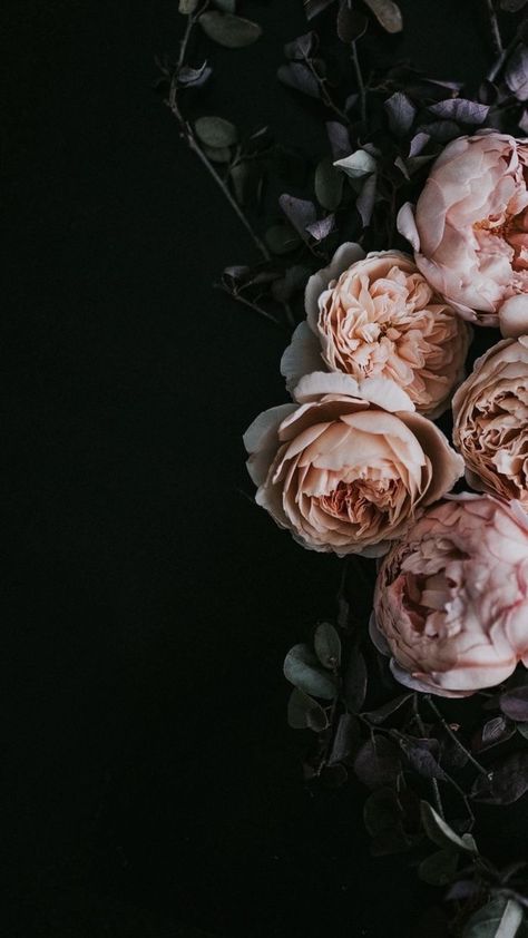 Peonies, Pink Flowers, Flowers, Green, Pink, Black