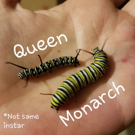 Queen butterfly caterpillar vs. Monarch butterfly caterpillar *Note: Size difference is due to different instars. Diy Caterpillar Habitat, Butterfly Types, Raising Monarch Butterflies, Queen Butterfly, Raising Butterflies, Garden Landscaping Backyard, Butterfly Facts, Monarch Butterfly Garden, Butterfly Caterpillar