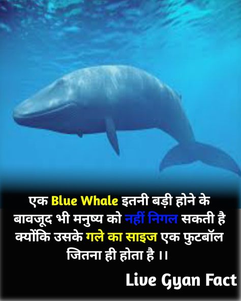 Human Fact In Hindi, Top 3 Human Facts, Real Facts In Hindi, Top Amazing Facts In Hindi, Top 10 Facts In Hindi, World Facts In Hindi, Interesting Facts In Hindi And Short, Amazing Facts About Animals In Hindi, Top 10 Amazing Facts In Hindi