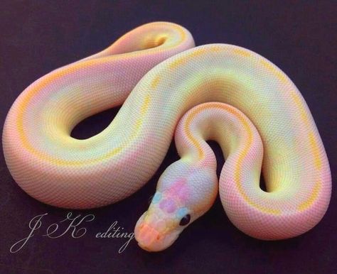 Snakelain on Instagram: “Wish it could be real 🌈😍 Photo by ©️JK editing (write us for credit) . . . . . #herpetology #reptilesofinstagram #cornsnake #reptiles…” Python Wallpaper, Snake Photos, Colorful Snakes, Pretty Snakes, Ball Python Morphs, Albino Animals, Cute Snake, Cute Reptiles, Reptile Snakes