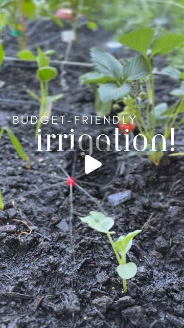 Comment LINK and I’ll send you exactly what you need to make sure your garden is watered all summer long!

Set up this under $20 irriga... | Instagram Irrigation System Diy, Irrigation System, Gardening For Beginners, Gardening Tips, Make Sure, Budget Friendly, Water, Instagram