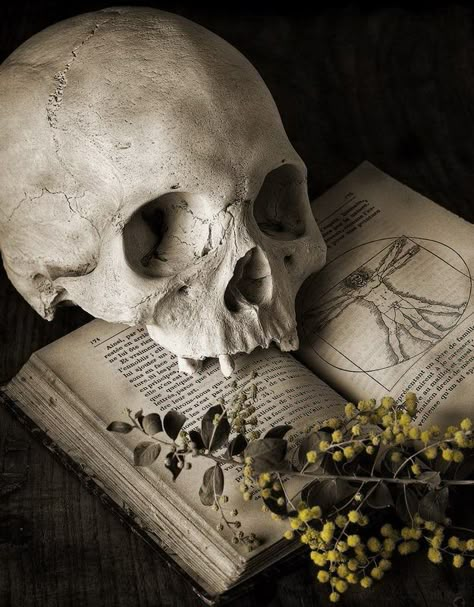 Necromancy… Skull Reference, Yennefer Of Vengerberg, Vulture Culture, Magic Aesthetic, Human Skull, Witch Aesthetic, A Skull, Skull And Bones, Memento Mori