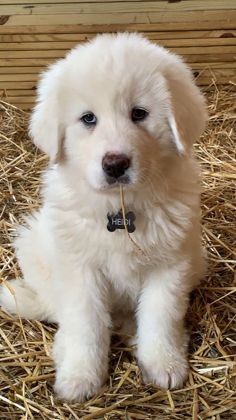 Great Paranise Dog, Pyrenees Mountain Dog, Great Peranease Dog, Great Pyrnesse, Cute Great Pyrenees, Great Pyrenees Aesthetic, Golden Pyrenees, Great Pyrenees Puppies, Puppy Farm