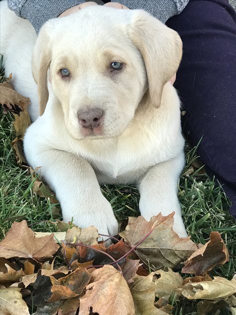 Shiloh, our beautiful Champagne Lab Champagne Labrador, Champagne Labrador Retriever, Fall Critters, Blond Labrador, White Labrador Puppy, White Lab Puppies, White Labrador Aesthetic, Labrador Puppies For Sale, Mind Dump