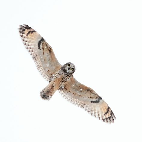 Owl Flying, Raptors Bird, Owl Wings, Short Eared Owl, Bird Pictures, Birds Of Prey, Top View, Animal Illustration, Birds In Flight