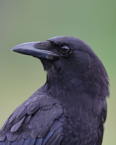 American Crow by Roger Hickey. Found using 'Gallery for Flickr' on iPad. https://apps.apple.com/in/app/galleryr-pro-for-flickr/id525519823 Crow Side Profile, Crow Front View, Crow Eye, Crow Head, Crows Artwork, American Crow, Face Profile, Animal Anatomy, Jackdaw