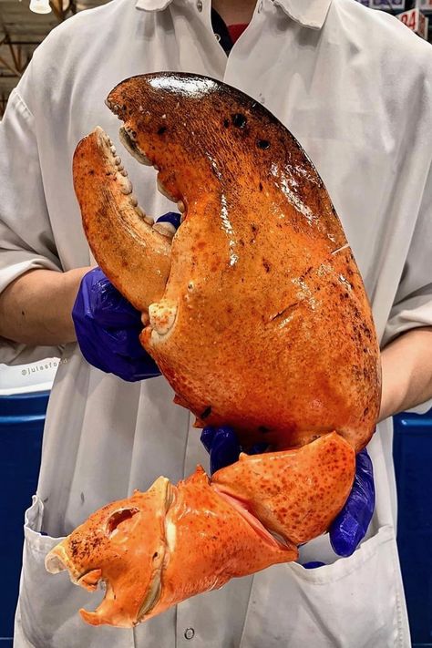 There Isn’t a Bib Big Enough to Handle Costco’s GIANT 3-Pound Lobster Claws Giant Lobster, Las Vegas Food, Lobster Dishes, Vegas Food, Maine Lobster, Giant Food, Fun Dinners, Everything Bagel, Lobster Claws