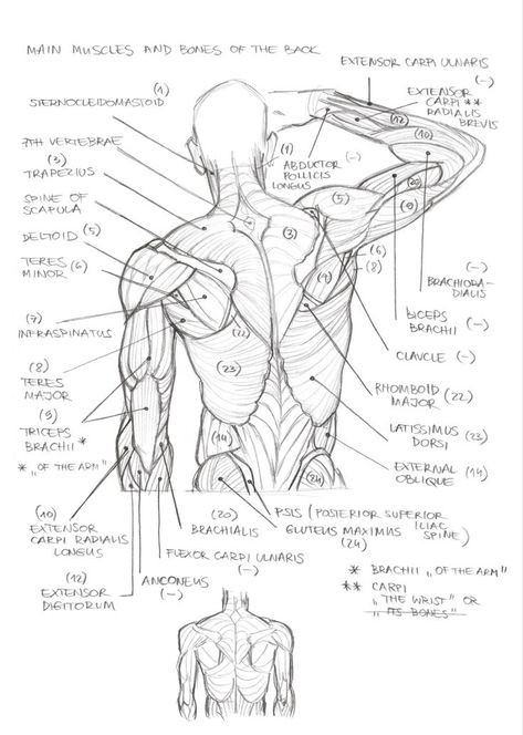 Muscle Drawing Sketches, Torso Art Reference, Muscular Body Drawing, Male Hips, Constructive Anatomy, Anatomy Tutorial, Human Anatomy Drawing, Anatomy Sketches, Anatomy Poses