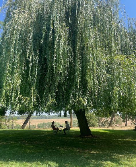 Centenary Weeping Willow #tree #garden⁠ #willow⁠ #julyvibes #francetourisme #francetravel #chateauderiolas #chateaulife Willow Tree In Front Yard, Willow Tree Garden Backyards, Willow Tree In Winter, Huge Willow Tree, Willow Tree In Backyard, Weeping Willow Backyard, Willow Tree In Garden, Weeping Willow Aesthetic, Willow Tree Landscaping