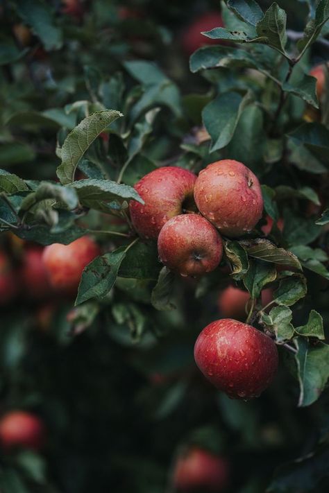 Jeevamrut:- a solution that revives barren and infertile soil Agriculture Aesthetic, Tarah Dewitt, Agriculture Photography, Vegetable Pictures, Apple Farm, Farm Photography, Natural Fertilizer, Fruit Photography, Food Forest