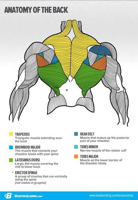 Anatomy of the Back #fitnesshealth Back Workout Women, Trening Sztuk Walki, Human Body Anatomy, Frosé, Muscle Anatomy, Human Anatomy Drawing, Beginner Yoga, Human Anatomy Art, Anatomy For Artists