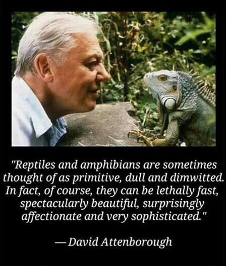 A quote from David Attenborough about reptiles and amphibians. Red Eyed Crocodile Skink, Iguana Pet, Bearded Dragon Funny, Bearded Dragon Diet, Baby Bearded Dragon, Green Lizard, Bearded Dragon Care, Reptile Room, Leopard Geckos