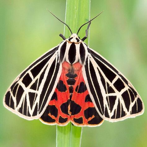 Beautiful Moths | AlyZen Moonshadow Beautiful Moths, Butterfly Inspiration, Foto Macro, Tiger Moth, Moth Wings, Moth Caterpillar, Moth Art, Cool Bugs, Moth Tattoo