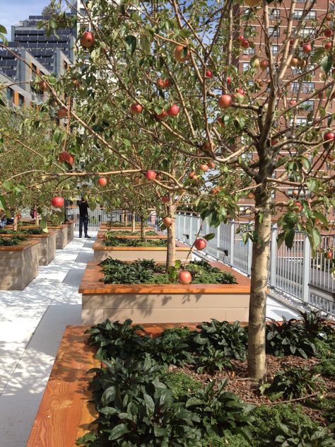 Roof Orchard Orchard Landscape Design, Urban Orchard, Roof Gardens, Architecture Firms, Public Housing, Design City, Urban Gardens, Green Roofs, Housing Development