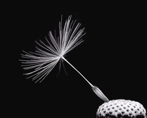 Eraser Carving, Dandy Lion, Dandelion Puffs, Dandelion Art, Dandelion Clock, Dandelion Designs, Dandelion Seed, White Image, Art Poses