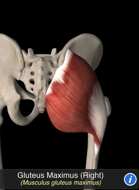 Musculus Gluteus Maximus Gluteus Maximus Anatomy, Anatomical Drawings, Gluteus Maximus, Muscle Movement, Lower Body Muscles, Human Body Anatomy, Muscle Anatomy, Body Anatomy, Anatomy Drawing