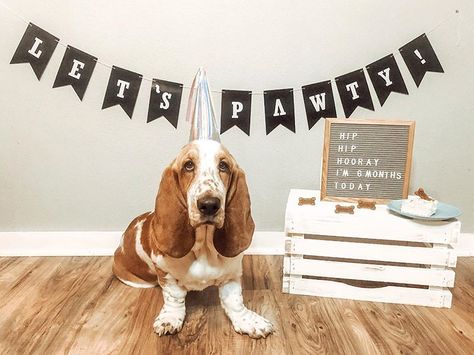 Follow _moosethebasset on Instagram: “and today we celebrate my half birthday!! I am 6 months old, can you believe it!?!! LETS PAWTYY” Half Birthday Photoshoot, 6 Month Birthday, Animal Humor Dog, Half Birthday, Puppy Birthday, Wildlife Nature, Birthday Photoshoot, Pet Owners, Animals And Pets