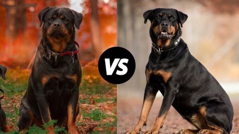 German Vs American Rottweiler: Key Breed Differences | Daily Dogs Care American Rottweiler, Rottweiler Temperament, German Rottweiler, Grooming Hacks, Rottweiler Breed, Rottweiler Love, Healthcare Plan, Rottweiler Lovers, Rottweiler Puppies