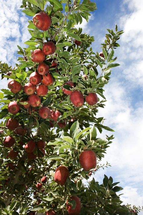 Apple trees prefer warm summers. These trees are flowering trees & flowers must be pollinated to set fruit. When planting just one apple tree it might not grow fruit, a variety of apple trees (at least two) should be planted so the trees can cross-pollinate and produce fruit. Plant apple trees in November & make sure to press soil firmly around the roots.  Varieties that do well in zone 8 include: Fuji, Gala, Jonagold, Empire & Golden Delicious. The average harvest August to late October. Homestead Orchard, Allison Anderson, Tree House Drawing, Tree Braids Hairstyles, Fruits Garden, Fruit Growing, Nut Trees, Growing Fruit Trees, Crabapple Tree