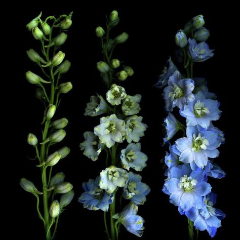 July Birth Flower, Larkspur Flower, Blue Delphinium, Gautama Buddha, Annual Flowers, Delphinium, Growing Flowers, Delicate Flower, Birth Flowers