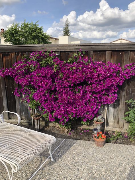 Bougainvillea 2nd year training on fence. Bougainvillea On Fence Backyards, Bougainvillea Hedge Fence, Bougainvillea Fence Ideas, Bougainvillea On Fence, Buganvilla Ideas Yards, Bougainvillea Fence, Bougainvillea Garden, Bougainvillea Trellis, Terrace Gardens