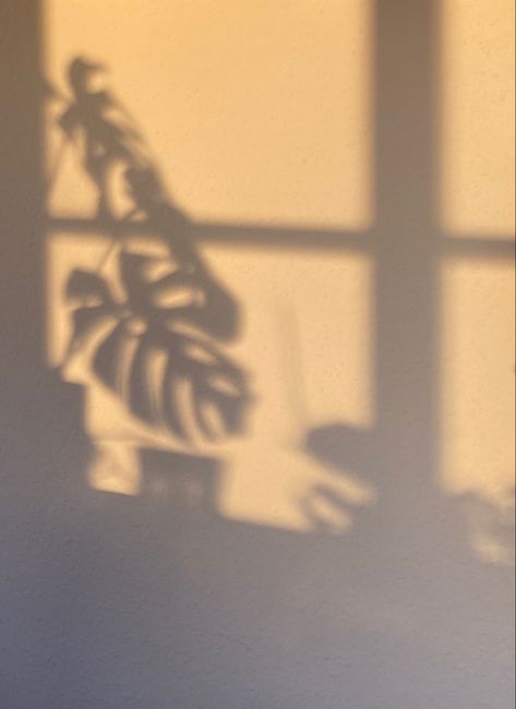 Monstera Aesthetic, Leaf Shadow, Monstera Plant Aesthetic, Plant Shadow, Monstera Leaf Aesthetic, Plant Shadow Aesthetic, Yoga Background, Sunlight Photography, Window Shadow