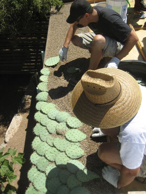 Cactus roof by Steve Martino landscape architect Earthship Home, Living Roofs, Earth Homes, Rain Water Collection, Natural Building, Earthship, Roof Tiles, Roof Shingles, Roof Garden