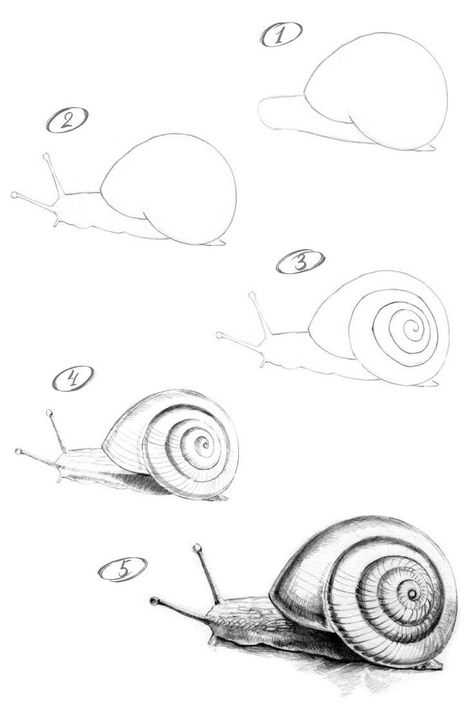 Snail Drawing Tutorial, Animals To Draw Step By Step, Snail Pencil Drawing, How To Draw A Snail Step By Step, Step By Step Drawing For Beginners Pencil Learning, Simple Drawing Ideas Step By Step, Snail Sketch Simple, Snail Painting Easy, Easy Snail Drawings