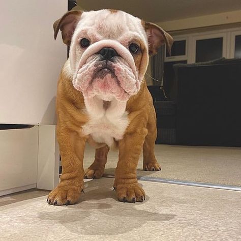 Funny Bulldog, Pet Shed, Bulldog Pics, What Kind Of Dog, Bulldog Funny, Bulldog Gifts, British Bulldog, Bulldog Puppies, English Bulldog