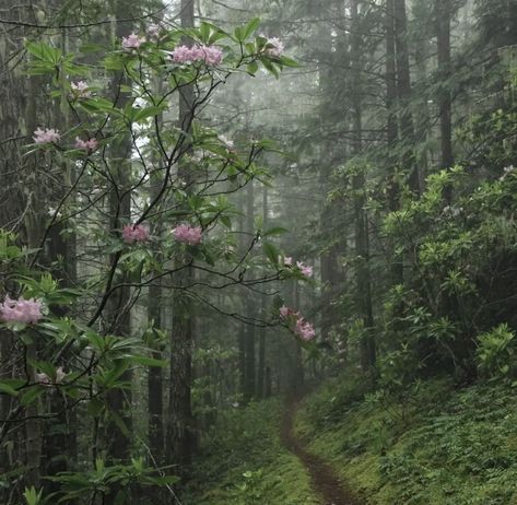 Brave Merida, Pretty Landscapes, Disney Aesthetic, Pics Art, Nature Aesthetic, Pretty Places, Green Aesthetic, Fantasy Landscape, In The Woods