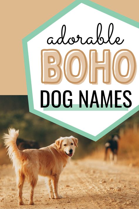 Are you searching for dog name ideas? Check out this list of cute boho dog names. Cute Country Dog Names, Dog Names That Start With M, Country Puppy Names, Dog Instagram Accounts Names, Female Puppy Names List, Dog Names Girl List, Cute Golden Doodle Names, Western Pet Names, Cute Dog Names Female Unique