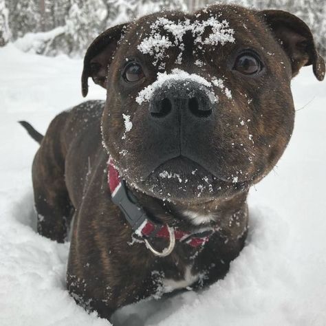 Pitbull Dog Breed, Staffy Dog, Staffordshire Terriers, Bully Breeds Dogs, Angel Babies, Cute Dog Photos, Dream Dog, American Staffordshire, Staffordshire Bull Terrier