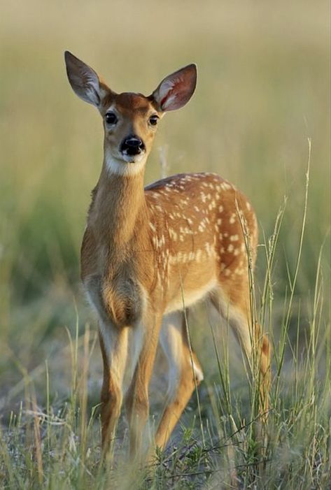 Deer Photography, Deer Wallpaper, Animals Tattoo, Deer Photos, Deer Pictures, Deer Fawn, Whitetail Deer, A Deer, Animal Planet