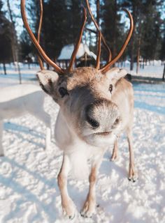 Christmas Reindeer Wallpaper, Aesthetic Reindeer, Reindeer Wallpaper, Christmas Raindeer, Cute Christmas Reindeer, Reindeer Photo, Baby Skunks, Deer Wallpaper, Iphone Wallpaper Winter