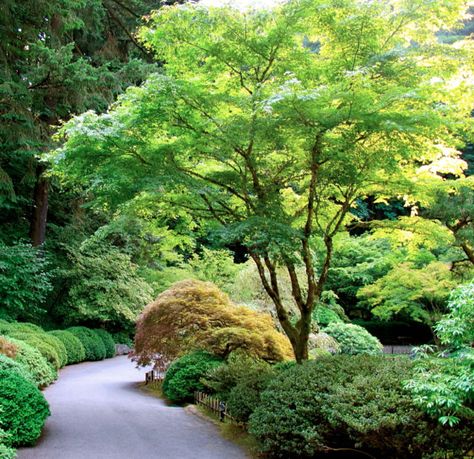 Japanese Maple Tree Landscape, Green Japanese Maple, Maple Tree Landscape, Acer Trees, Japanese Maples, Japanese Maple Tree, Acer Palmatum, Casa Exterior, Ornamental Trees